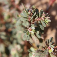 Euphorbia indica Lam.